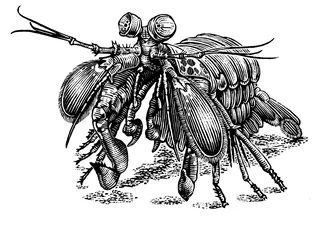 mantis.webp