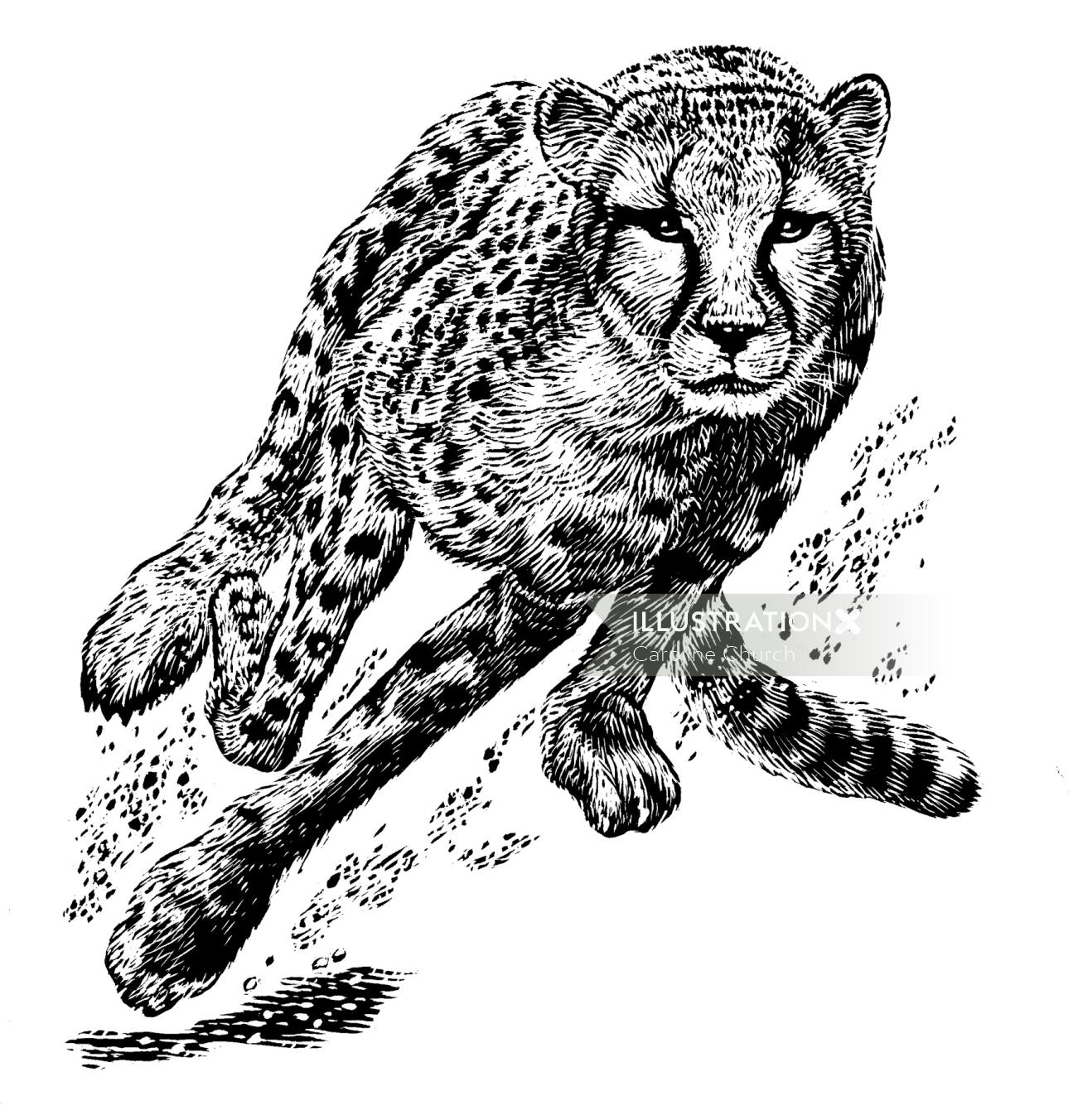Cheetah illustration
