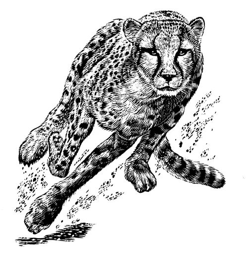 Black and white illustration of a running cheetah by Caroline Church