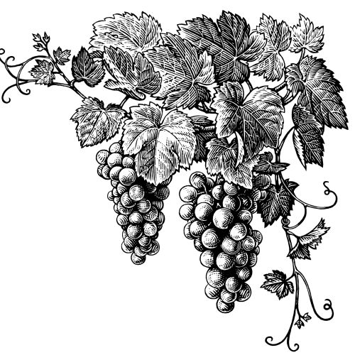 Black and white detailed grapevine with clusters and leaves, by Caroline Church