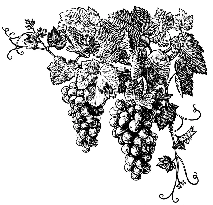 Black and white detailed grapevine with clusters and leaves, by Caroline Church