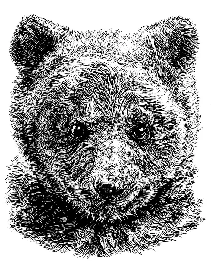 Black and white detailed bear head illustration
