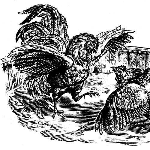 The Fighting Cocks animal illustration