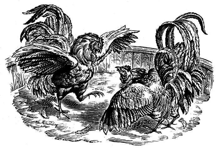 The Fighting Cocks animal illustration