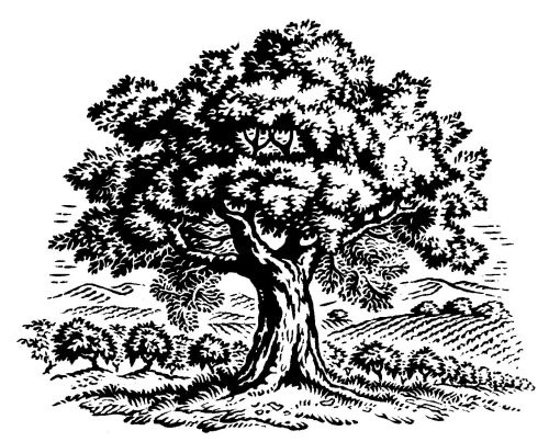 black and white woodcut old tree art