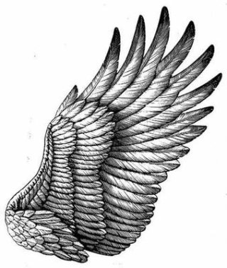 Ilustración de plumas en blanco y negro
