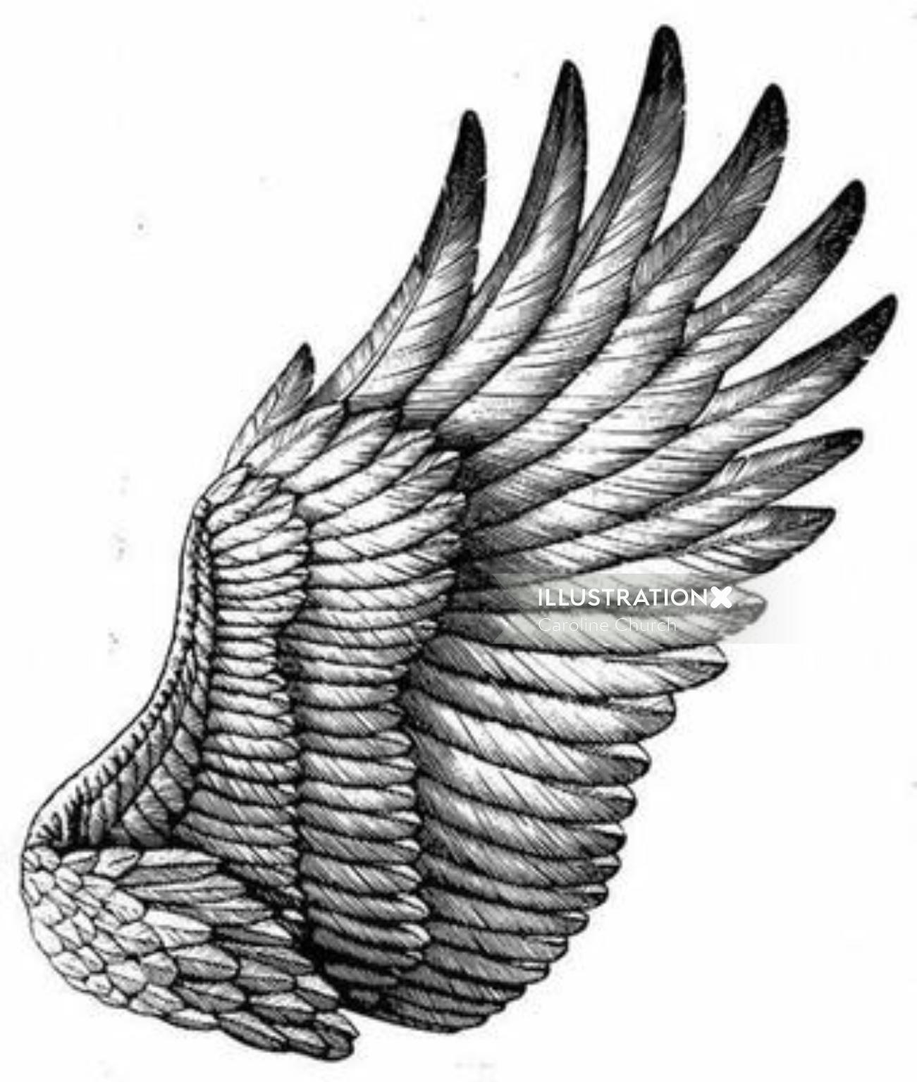 Black & White Feather illustration
