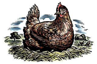 ilustración de línea de pollo 