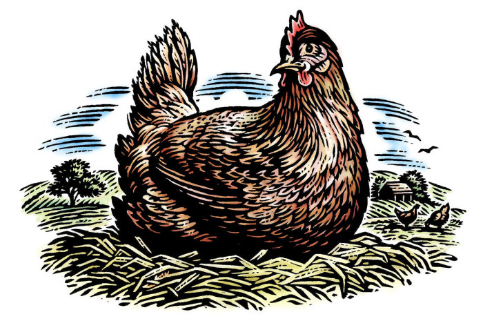 chicken line illustration 