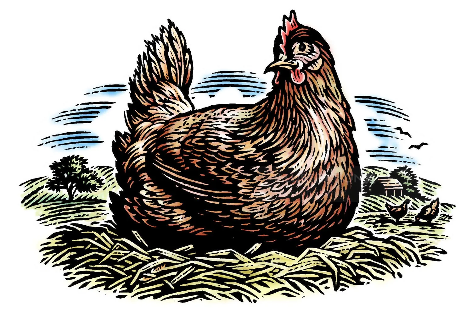 Illustration of a brown hen on a straw nest by Caroline Church