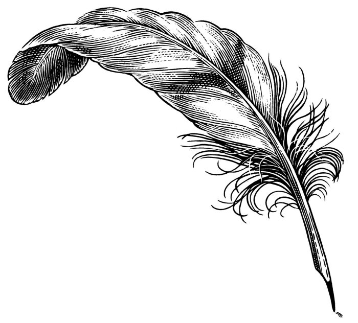 Illustration de ligne de plume plume