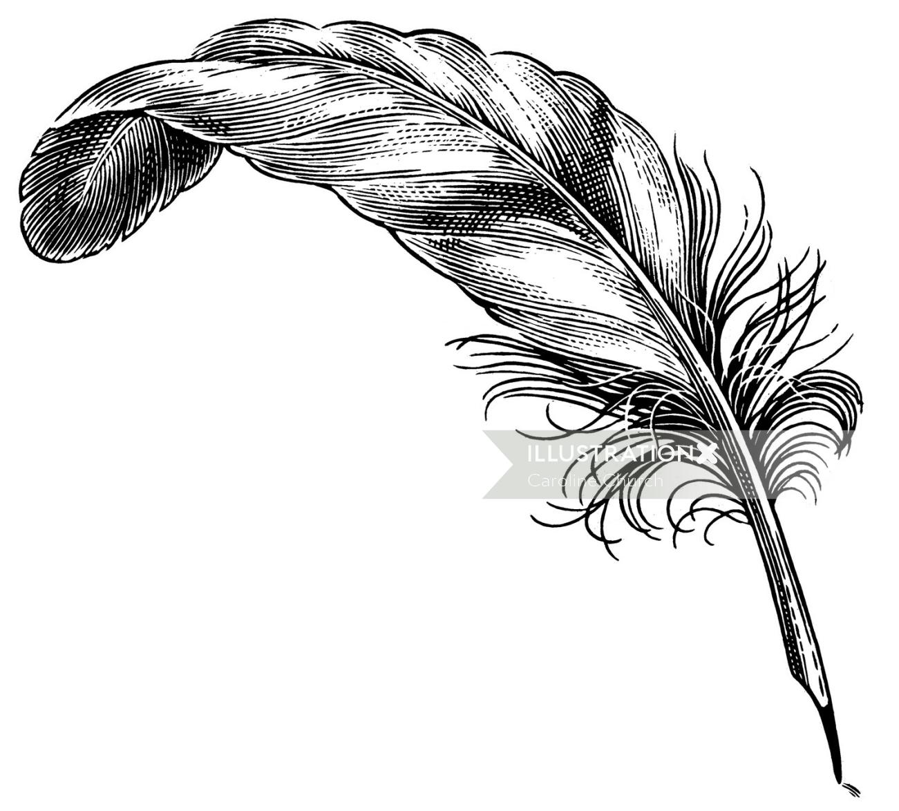 Feather quill line illustration
