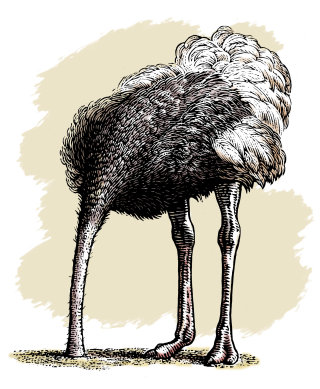 Ilustración de animales de aves emú 
