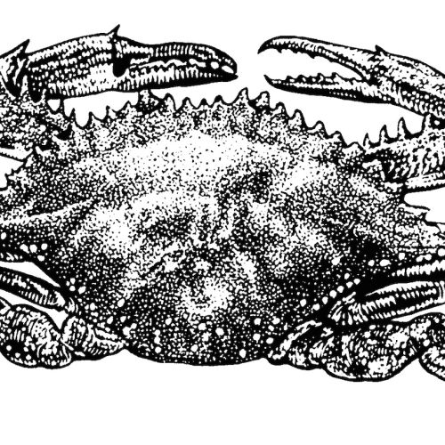 Black and white art of crab
