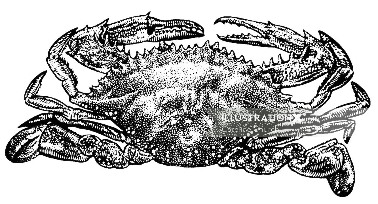 Art du crabe en noir et blanc