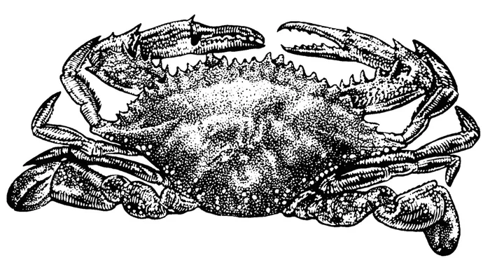 Black and white art of crab