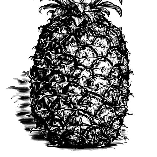 Pineapple black and white illustration
