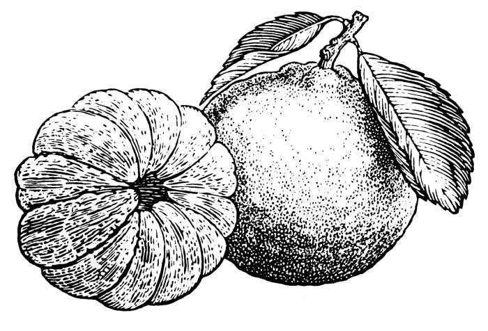 Desenho preto e branco de frutas
