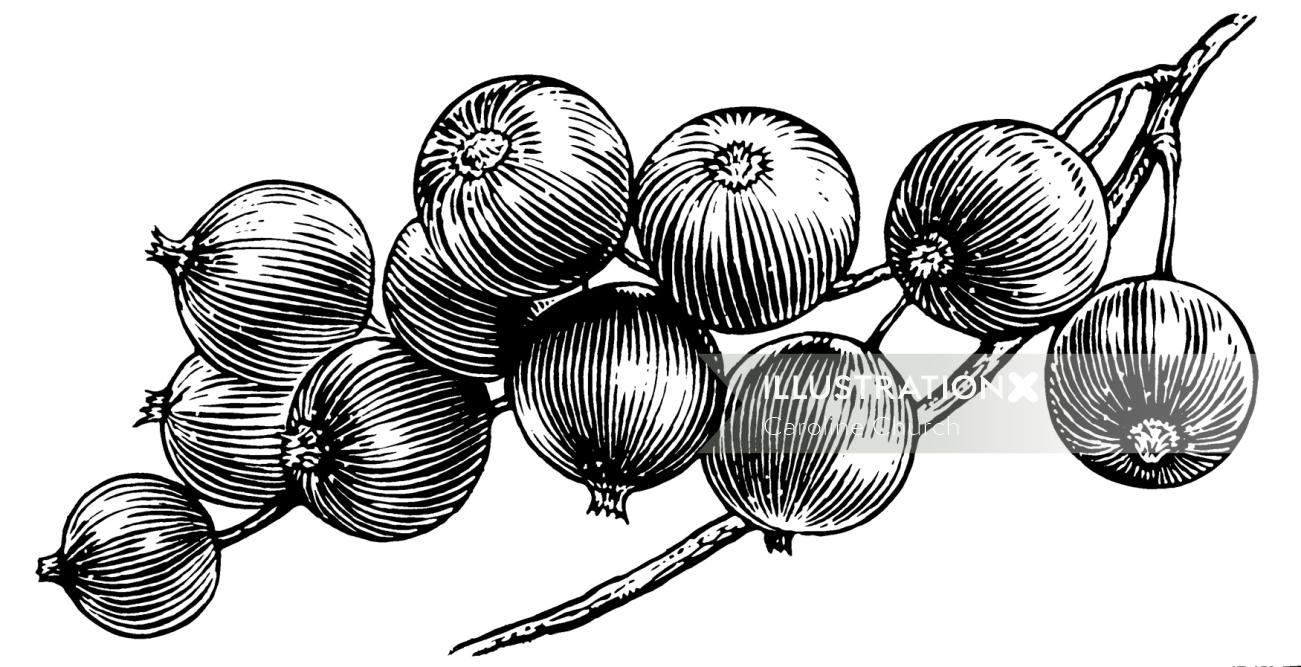 Sketch art of onions  