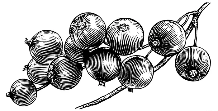 Sketch art of onions  