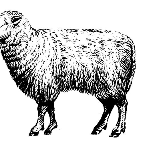 Goat animal illustration 