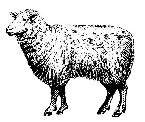 山羊动物图