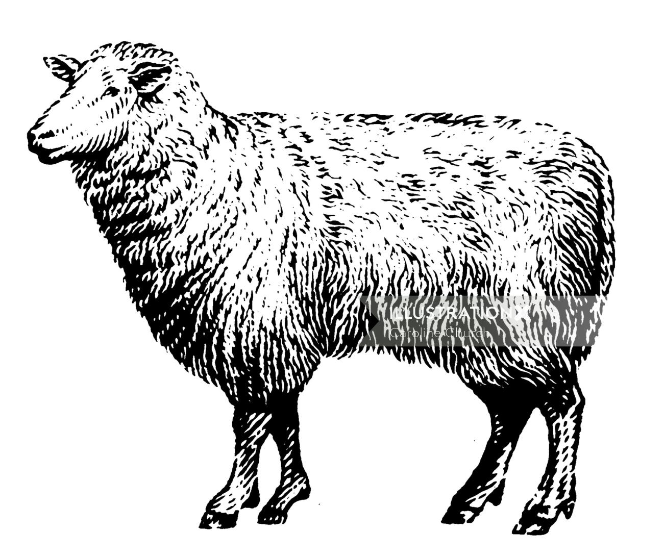 Illustration animale de chèvre