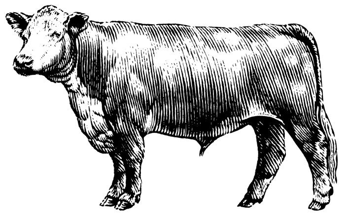 Ilustração de animais preto e branco de vaca