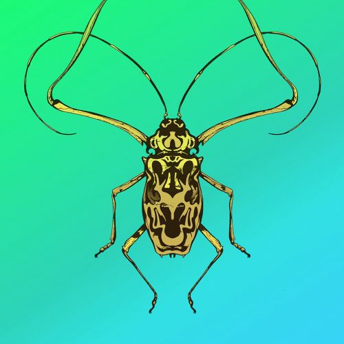line drawing of beetle