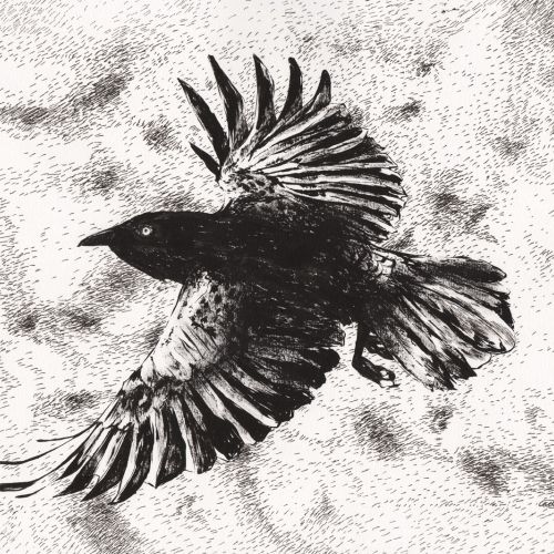 Raven bird illustration by Chris Ede