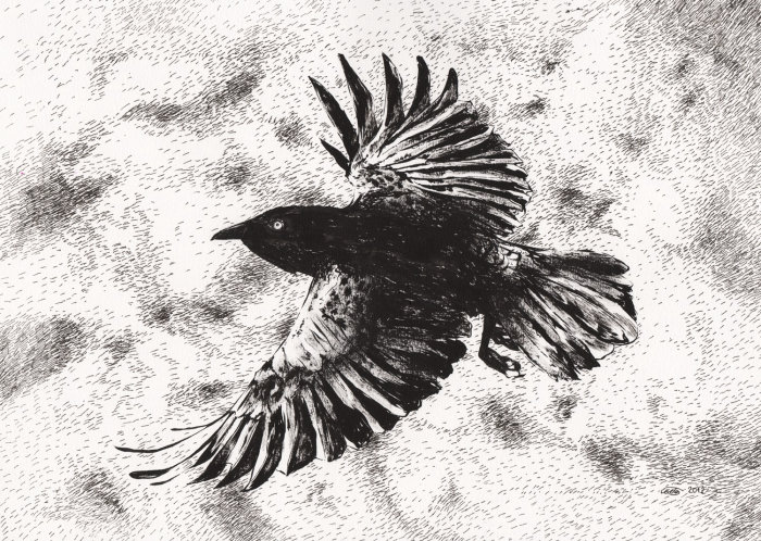 Raven bird illustration by Chris Ede