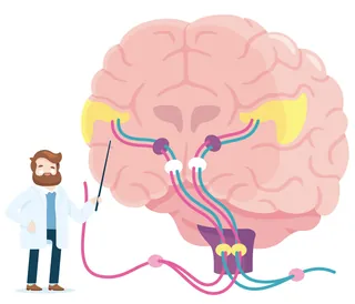 Diagram of brain with neural connections by Chris Gilleard