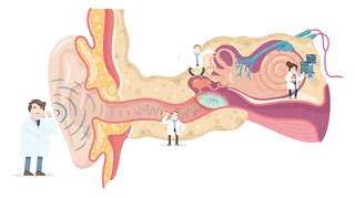 Detailed anatomical illustration of the human ear showing internal structures by Chris Gilleard