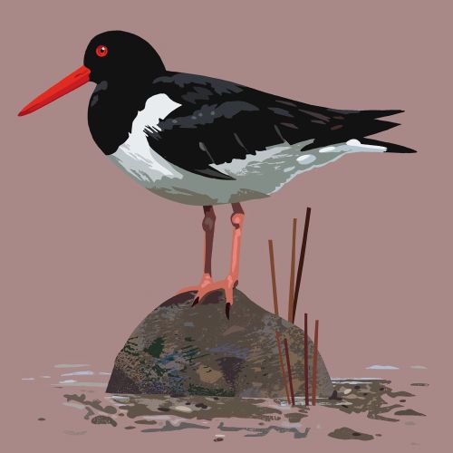 Oystercatcher bird painting