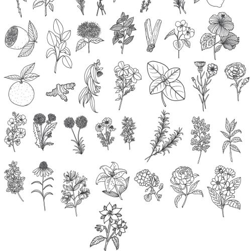 Line drawing of plants