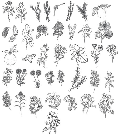 Line drawing of plants