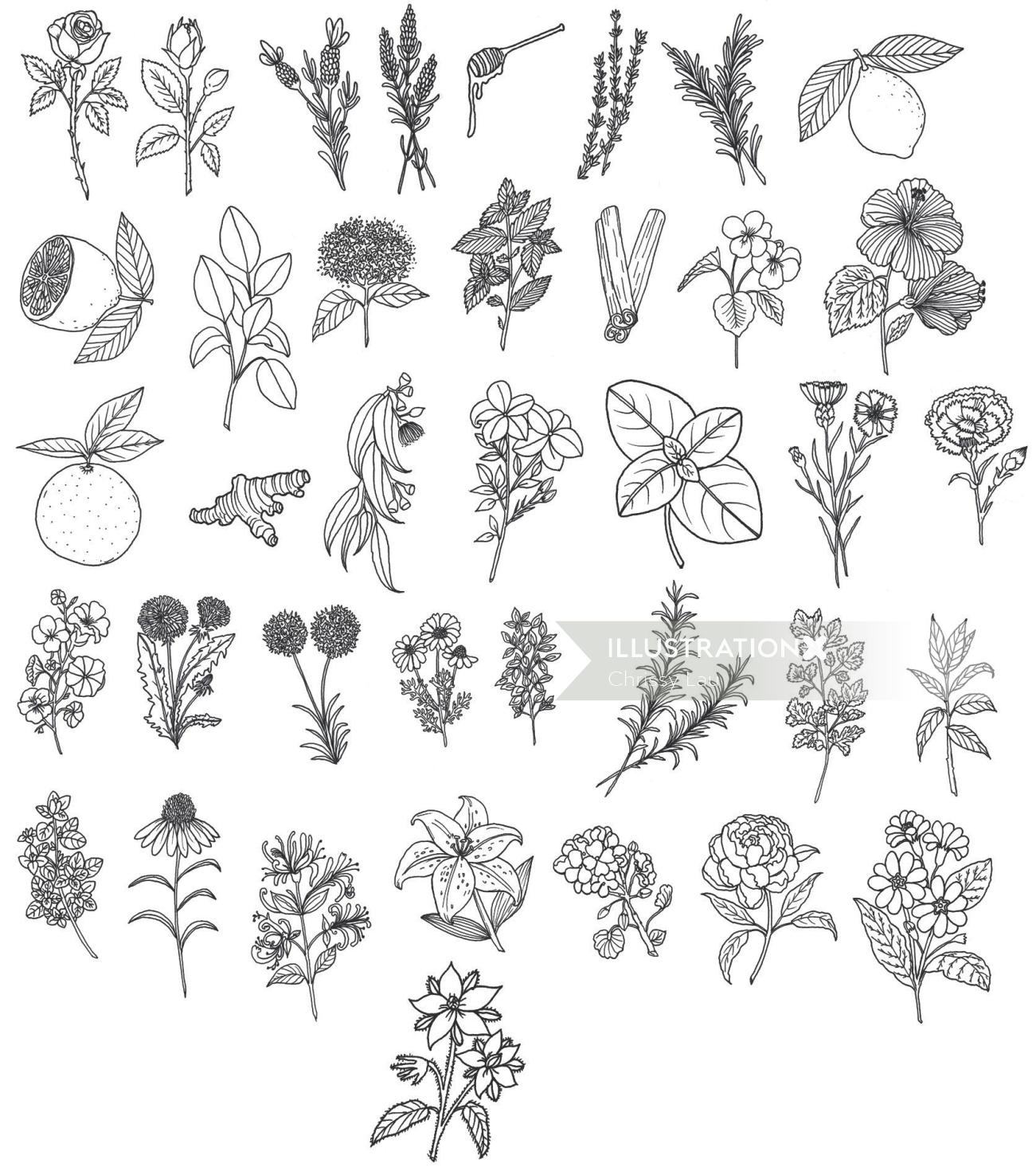 Desenho de linha de plantas