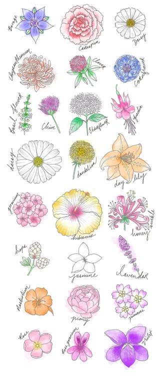 Vector illustration of flowers 