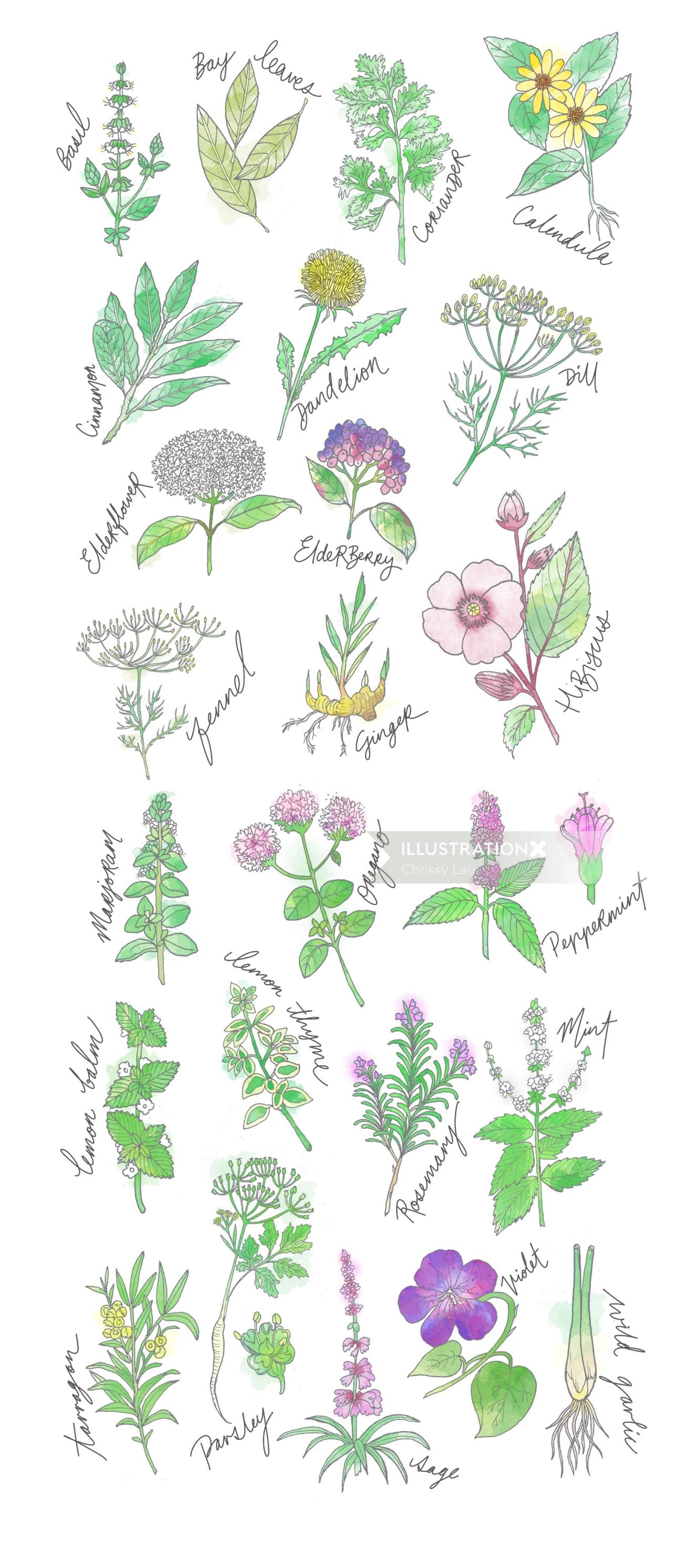 Ilustração de plantas Acianthera pectinata