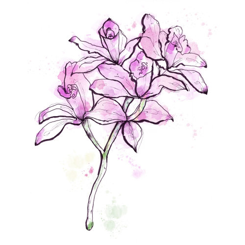 Irises flowers illustration 
