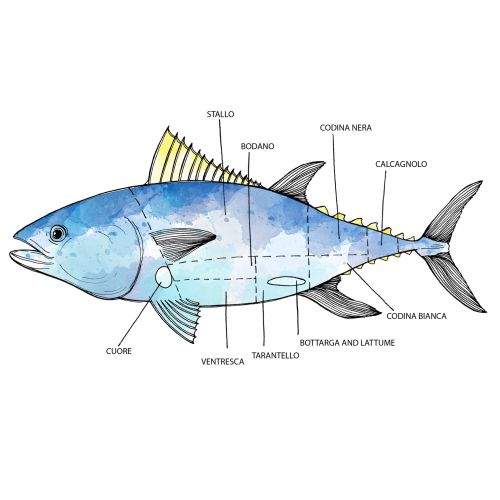 Conceptual art of fish body parts explain 