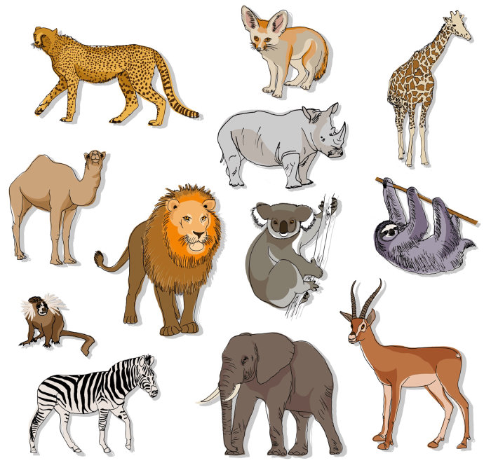 Espécies animais de clima quente são mostradas neste desenho