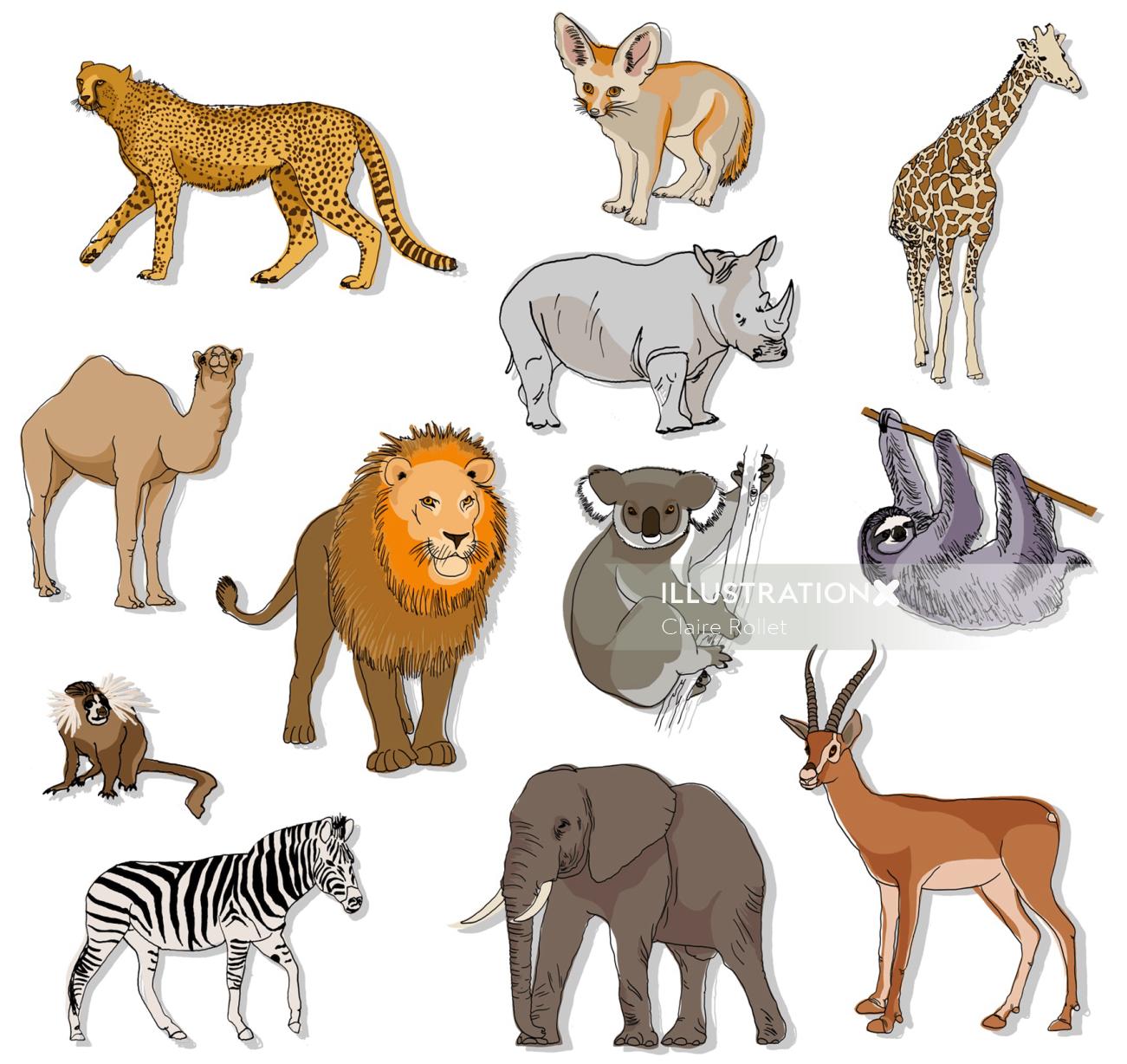 Warm-climate animal species are shown in this drawing