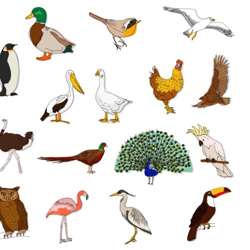 A collection of Claire Rollet's bird drawings