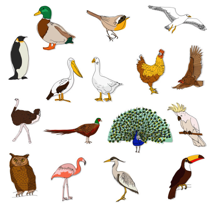 Uma coleção de desenhos de pássaros de Claire Rollet