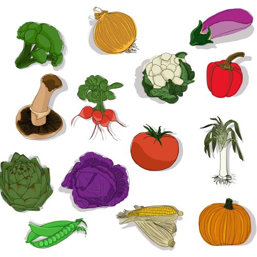 Vegetables illustrated by Claire Rollet