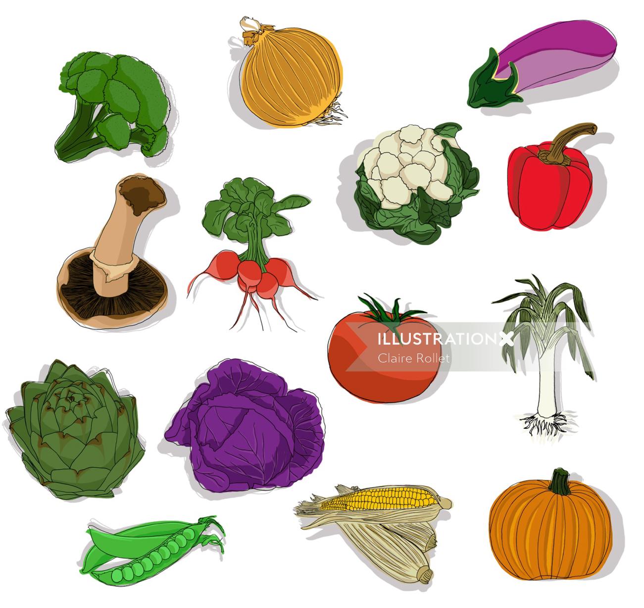 Verduras ilustradas por Claire Rollet
