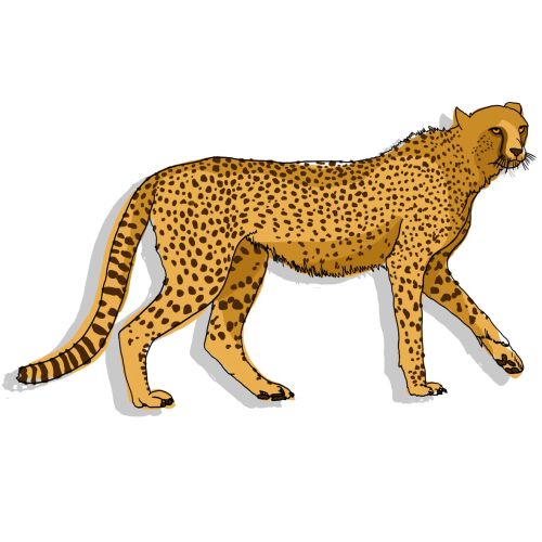 Cheetah | Illustration by Claire Rollet