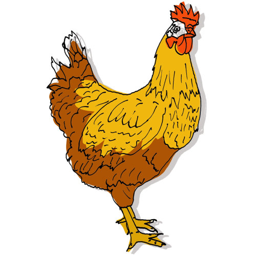animal illustration of farm animal cockerel by Claire Rollet