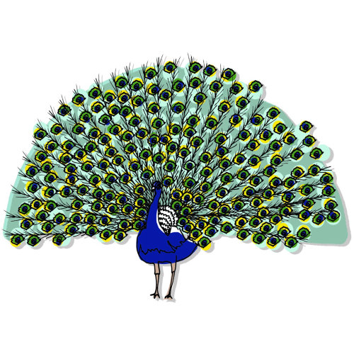 ilustração animal de pavão com penas abertas por Claire Rollet